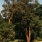 Trees in a park